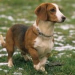 Race Basset de Westphalie