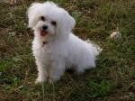 Race Bichon Bolonais