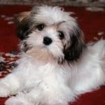 Race Bichon Havanais