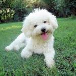 Race Bichon à poil frisé