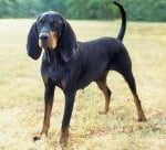Race Black-and-Tan-Coonhound