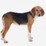 Race Chien Beagle Harrier