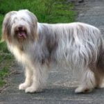 Race Chien Bearded Collie