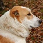 Race Chien Berger d Asie centrale