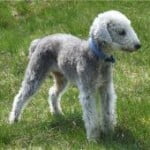 Race Bedlington Terrier