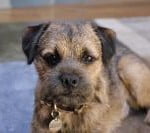 Race Border Terrier