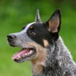 Race Bouvier d'Australie