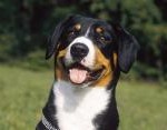 Race Bouvier de l’Entlebuch