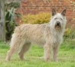 Race Bouvier des Ardennes