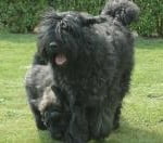 Race Bouvier des Flandres