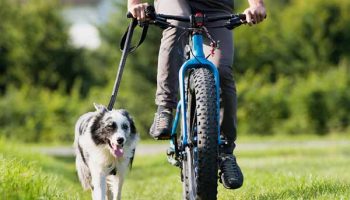 Sports canins, loisirs et jeux - Toutoupourlechien.com Sports canins, loisirs et jeux - Toutoupourlechien.com
