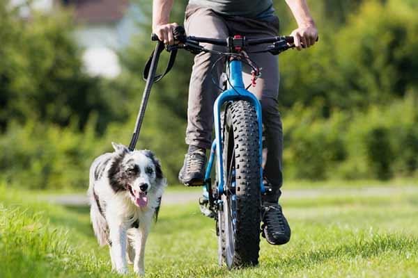 Cani vtt : faire du vélo avec son chien Cani vtt : faire du vélo avec son chien