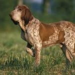 Race Braque Italien