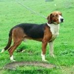 Race Chien Courant Yougoslave Tricolore