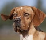 Race Chien d Arrêt Portugais