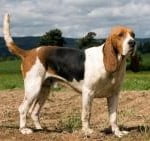 Race Chien d Artois