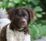 Race Chien d'Eau Frison