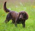 Race Chien d’arret Allemand à Poil Long
