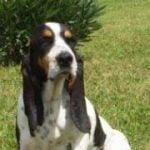 Race chien courant suisse