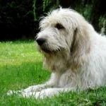 Race Briquet Griffon Vendeen