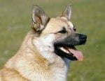 Race Buhund Norvégien