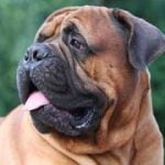 Race Bullmastiff