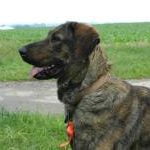 Race Chien de Castro Laboreiro