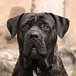 cane-corso