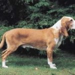 Chien-courant-espagnol