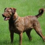 Race Chesapeake Bay Retriever