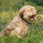 Race Chien courant de Bosnie à poil dur