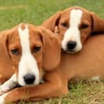 Race-Chien-courant-de-Posavatz