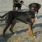 Race-Chien-courant-de-Transylvanie