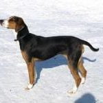 Race-Chien-courant-finlandais