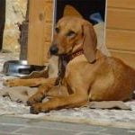 Race-Chien-courant-italien-à-poil-ras