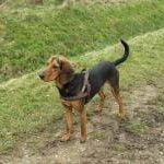 Race-chien-courant-grec 2