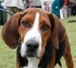 Race-Chien-Courant-de-Hygen