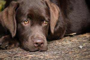 Faire arrêter un chien qui pleure la nuit Faire arrêter un chien qui pleure la nuit
