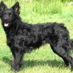 Race-Chien-de-berger-de-Croatie