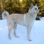 Race Chien Canaan