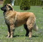 Race-Chien-de-montagne-portugais2