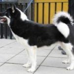 Race-Chien-du-Groenland