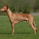 Race-Chien-du-Pharaon