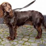 Race-Chien-d’Oysel