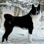 Race-Chien-d’ours-de-Carelie 2