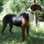 Race-chien-courant-serbe
