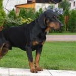Race-chien-courant-slovaque 2