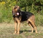 Race-chien-saint-hubert 2