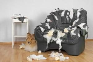 Mon chien détruit tout : les causes Mon chien détruit tout : les causes