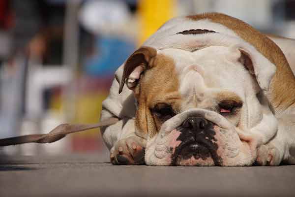 Mon chien a peur de la laisse : que faire Mon chien a peur de la laisse : que faire